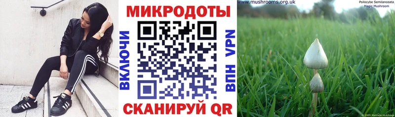 как найти закладки  Елизово  Псилоцибиновые грибы прущие грибы 